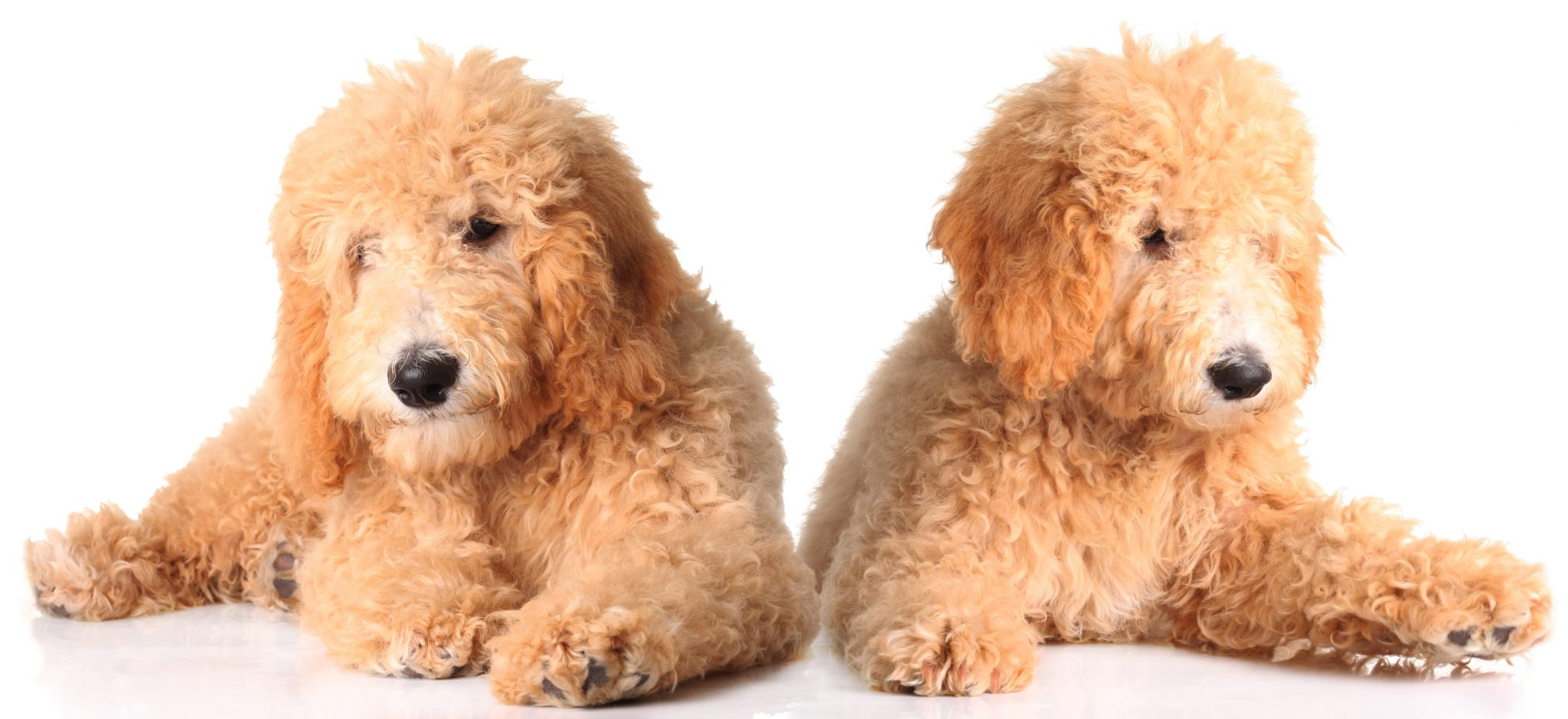 Goldendoodle 101 | Everything You Need To Know