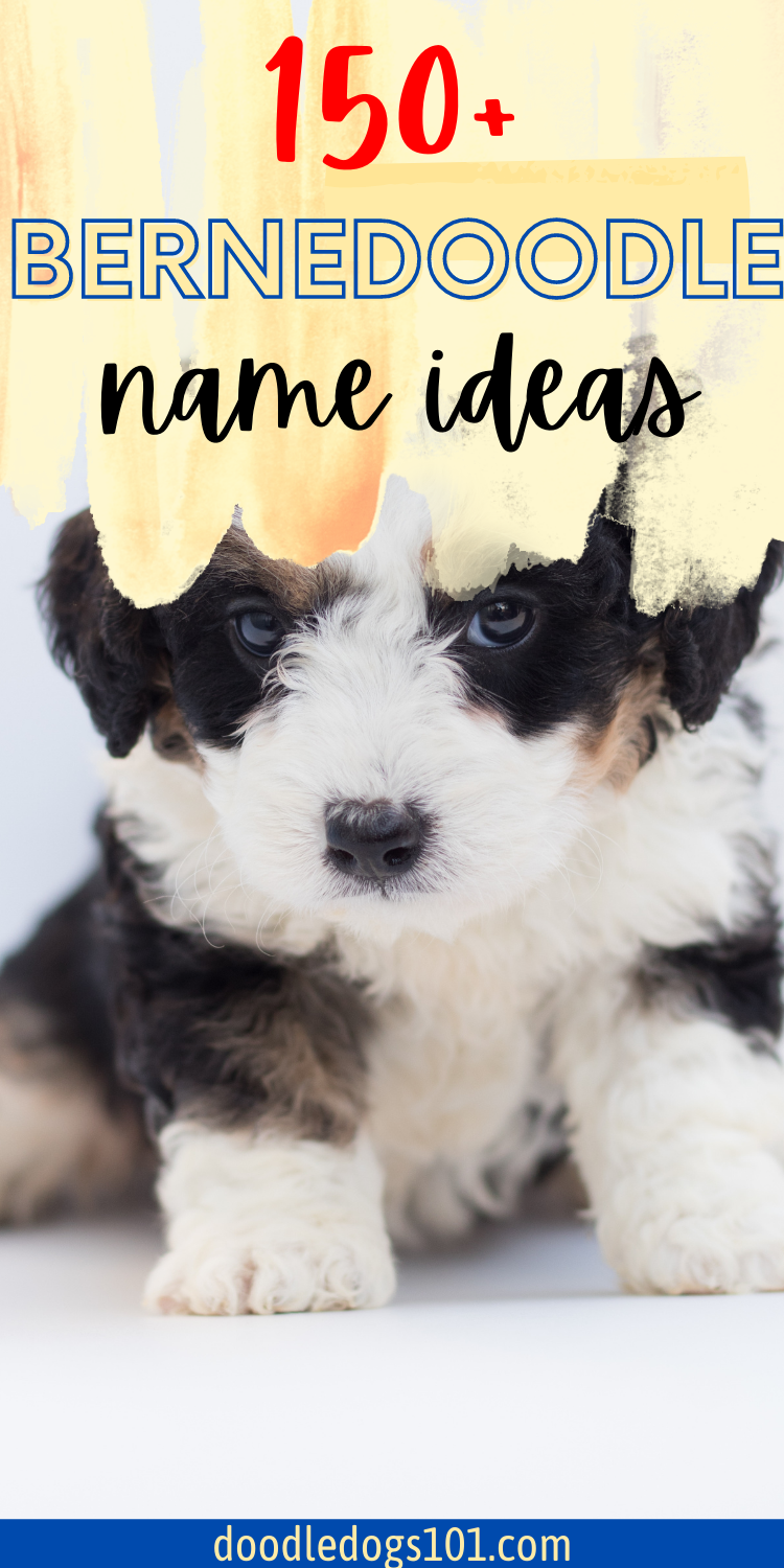 The 150+ Best Bernedoodle Names for Males and Females