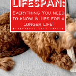 goldendoodle lifespan