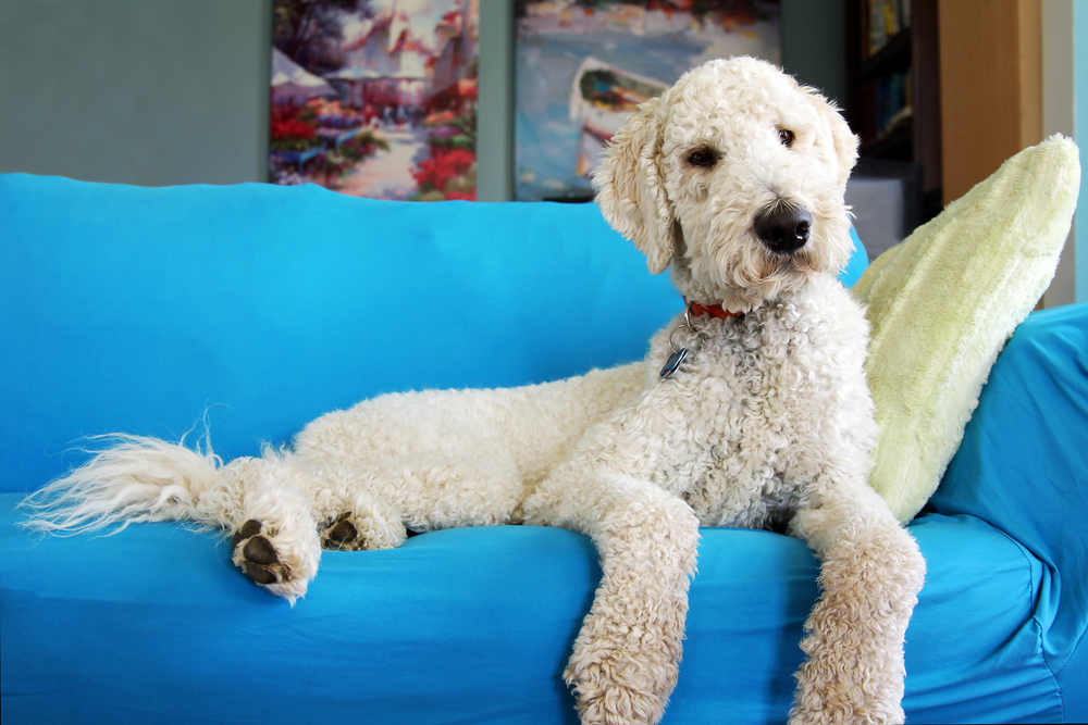 goldendoodle on couch