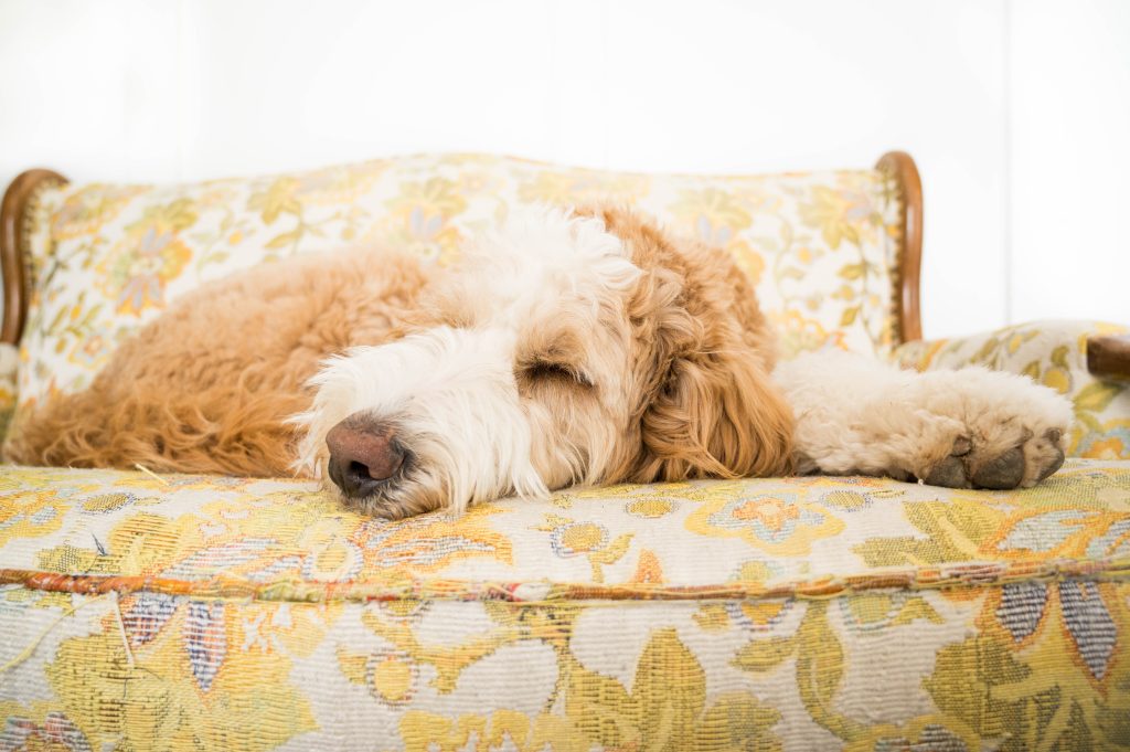 bernedoodle sleeping on a couch