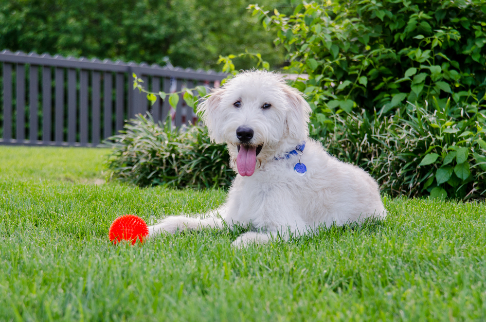 Labradoodle With Red Toy Ball