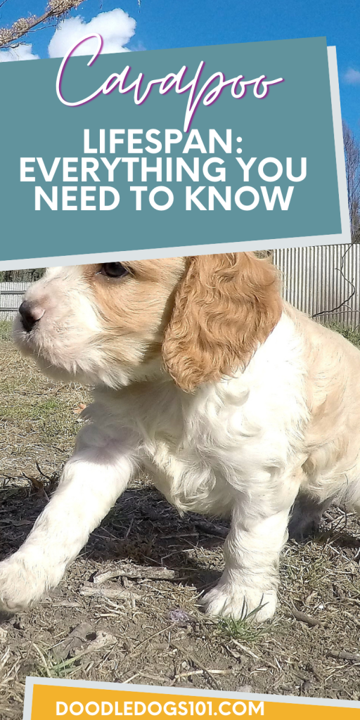 Cavapoo Life Expectancy: Everything You Need to know