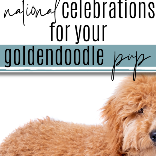 Goldendoodle 101 Everything You Need to Know