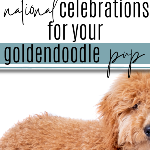 12 Best Brushes for Goldendoodle Dogs