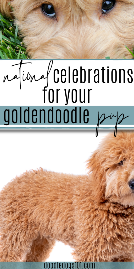 national goldendoodle day