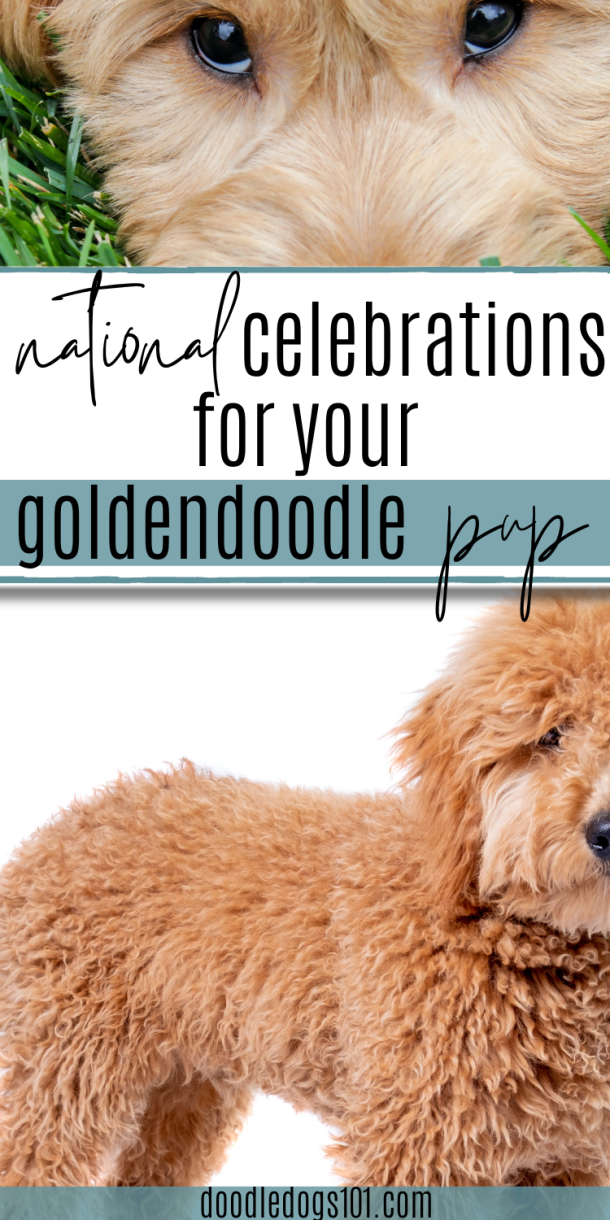 National Goldendoodle Day How to Celebrate Your Doodle!